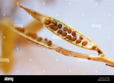 Arugula seed pods with seeds Stock Photo - Alamy