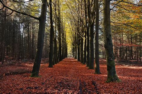 autumn, fall, trees, leaves, colors, forest, nature, tree, plant ...