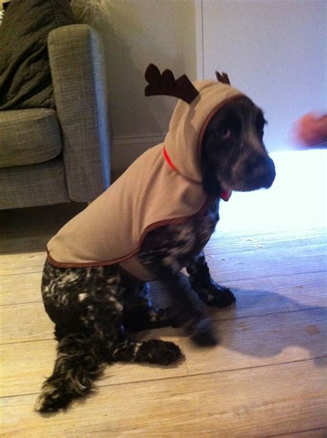 Ralph wearing his reindeer costume | Reindeer costume, All kinds of ...