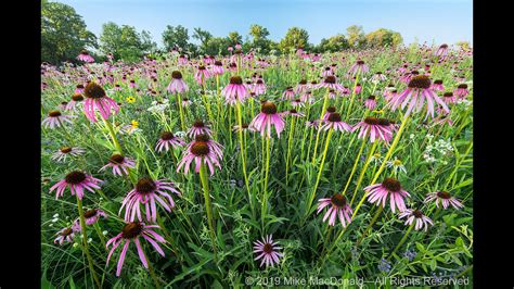 Native Illinois Prairie Flowers / The Peak Of The Prairie Plants To ...