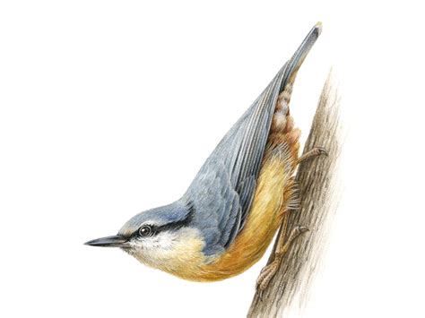 European birds: Eurasian Nuthatch (Sitta Europaea) by Irene Laschi on Dribbble