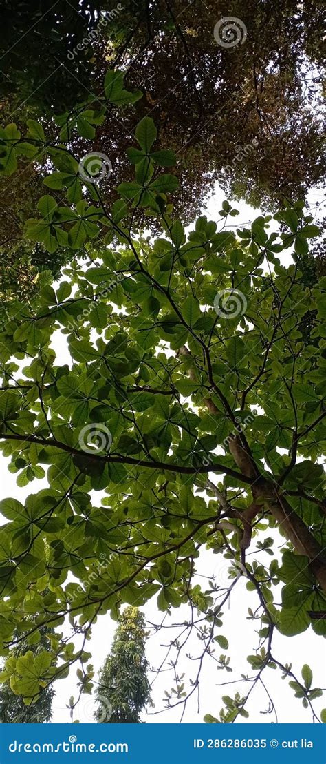 Terminalia catappa tree stock image. Image of nature - 286286035