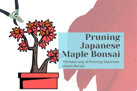 The best way of Pruning Japanese Maple Bonsai tree