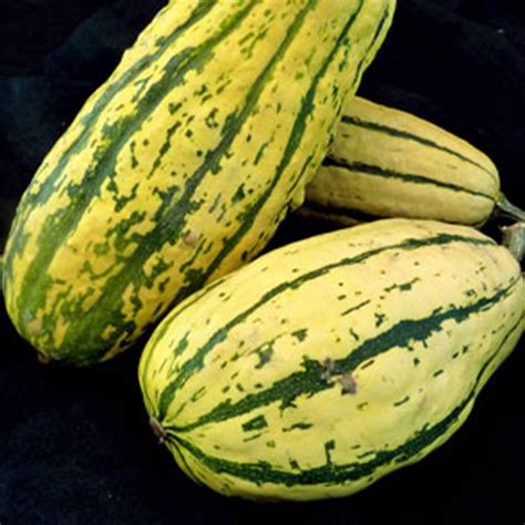 Organic Delicata Squash Seeds - 1/4 LB Bulk ~700 Seeds - Organic ...