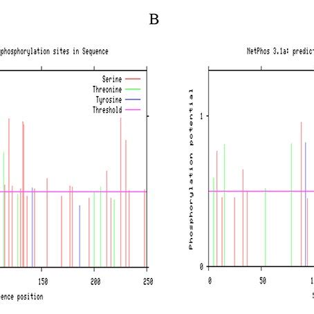 Phosphorylation site prediction of GA2ox protein. A: Phosphorylation... | Download Scientific ...