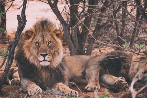 1280x800 wallpaper | two brown lions lying on ground portrait | Peakpx
