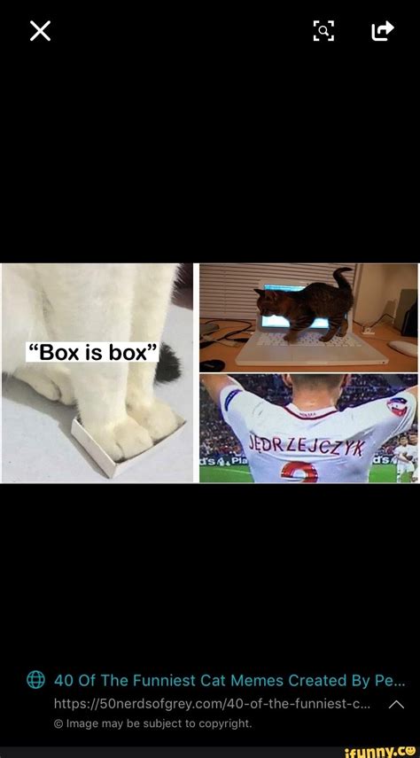 "Box is box" 40 Of The Funniest Cat Memes Created By Pe... Image may be ...