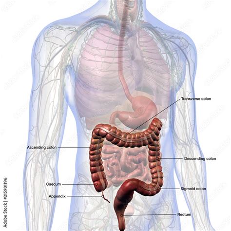 Diagram Of Male Colon