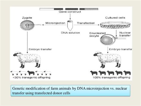 Transgenesis in animal