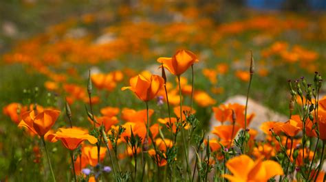 Common Arizona wildflowers: What to look for when the desert blooms