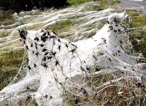 No es nieve, es temporada de arañas en Australia