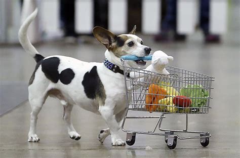 PHOTOS: Dog tricks at Pet Expo