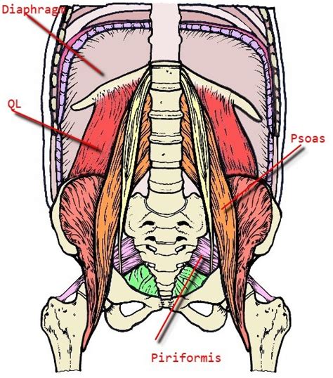 Psoas: The Tender Loin | CoreWalking