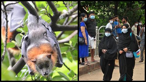 Nipah Virus Outbreak- Symptoms, Diagnosis and Treatment