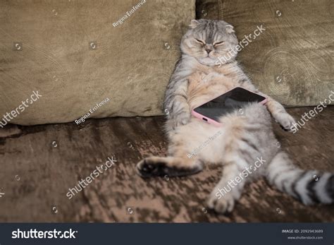 905 Cat Chilling On Couch Images, Stock Photos & Vectors | Shutterstock