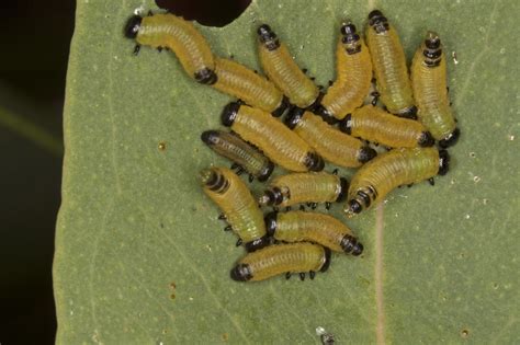 Leaf Beetle Larvae | There haven't been that many leaf beetl… | Flickr