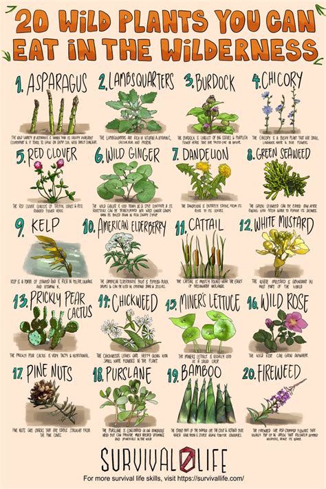 20 Edible Wild Plants You Can Forage For Survival | Edible wild plants, Plants, Wild plants