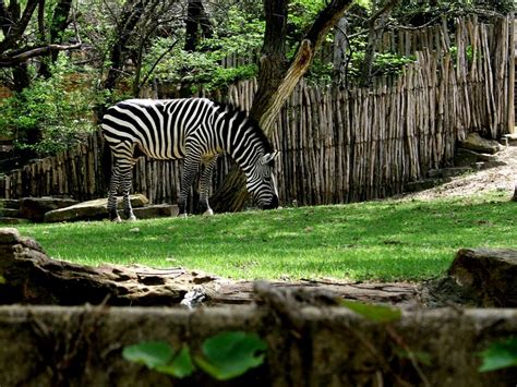 Dallas Fort Worth Zoo | Smithsonian Photo Contest | Smithsonian Magazine