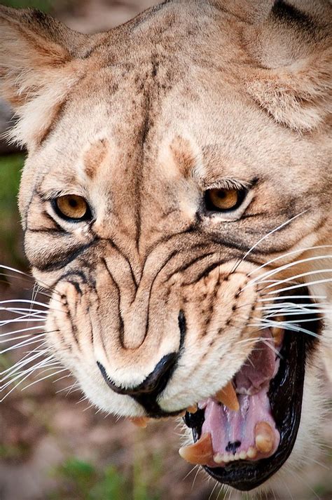 Snarling Lion Close-Up | Wild cats, Animals, Hybrid cat