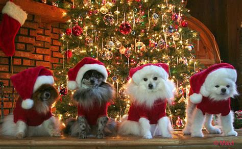 Christmas Animals Pictures, Photos, and Images for Facebook, Tumblr, Pinterest, and Twitter