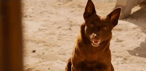 Red Dog (trailer) | FlickFilosopher.com