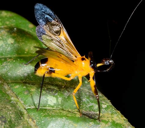 Aposematic assassin bug (Acanthischium sp, Reduviidae) | Flickr