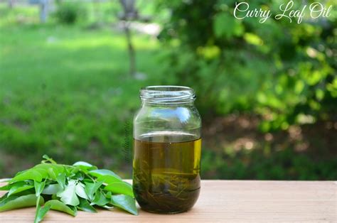 Homemade Curry Leaves Hair Oil for Hair Growth & Premature Greying ! - Wildturmeric