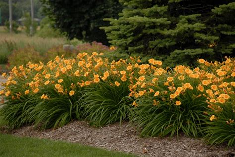 How to Force Daylilies for Spring Retail Sales – Greenhouse Product News