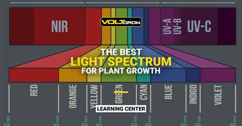 What Spectrum Light For Overwintering Plants at inilimareteblog Blog