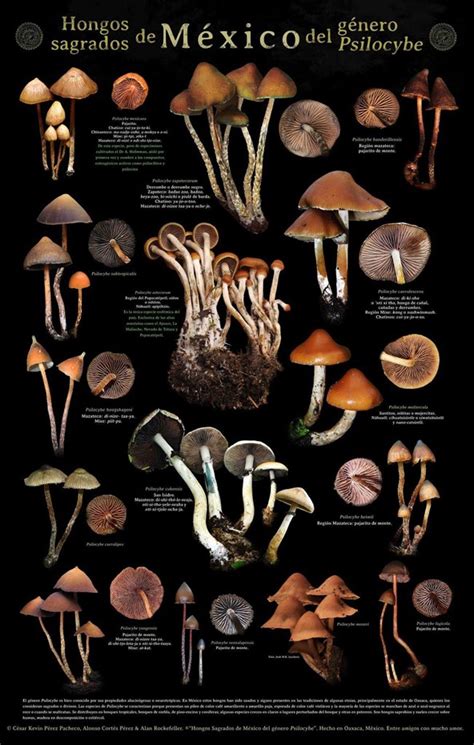 Mushrooms of Mexico poster - Chacruna