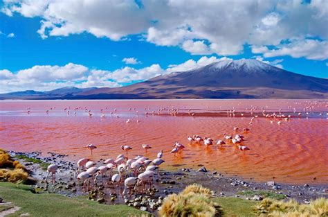 SALAR DE UYUNI E AS LAGOAS COLORIDAS – BOLÍVIA – 01 a 09 de novembro 2023 | Paradiso Turismo