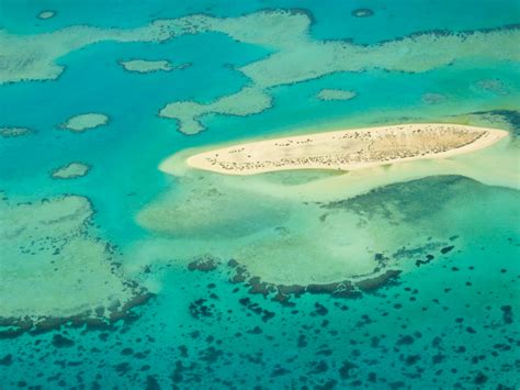 Coral Reefs in the Saudi Arabian Red Sea, as seen from above - Living ...