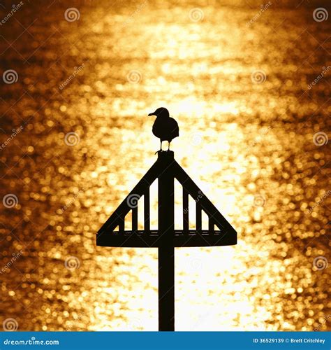 Seagull Silhouette Against Golden Sunset Stock Image - Image of water, ocean: 36529139