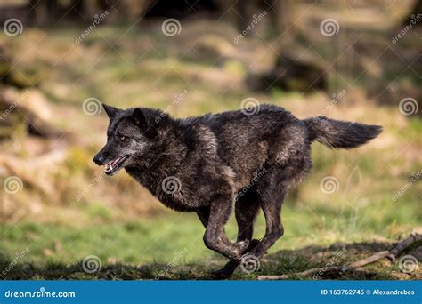 Black Wolf Running in the Forest Stock Image - Image of closeup, creature: 163762745