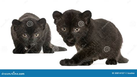 Two Black Leopard Cubs, 3 Weeks Old, Prowling And Gazing Royalty Free ...