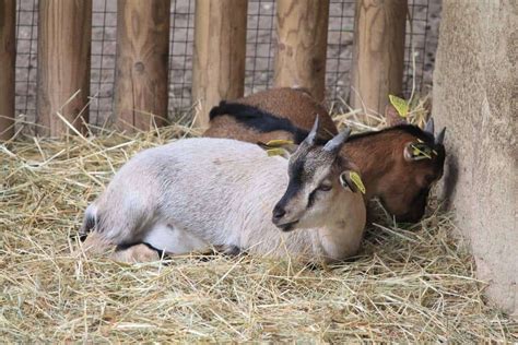 Raising Goats on the Homestead - 15 Acre Homestead