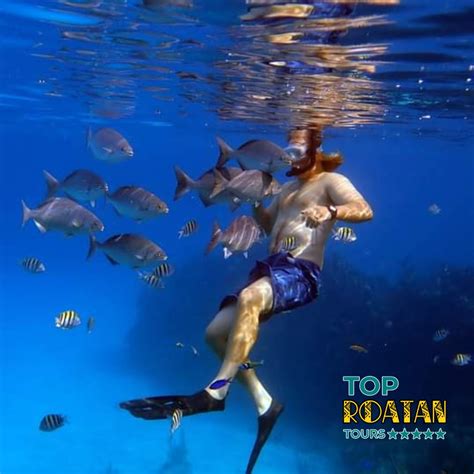 Roatan Snorkeling Tour - Top Roatan Tours