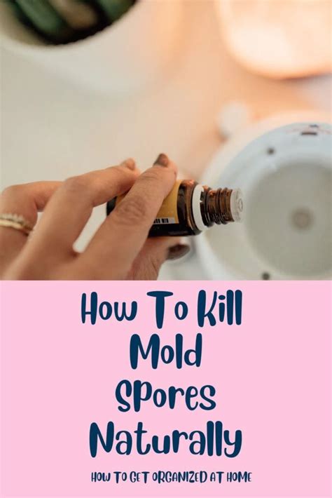 How To Get Rid Of Mold Spores In The Air Naturally