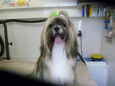 Lhasa Apso dog grooming by Angela’s Pet Styling Mobile Grooming Salon in West Linn, OR