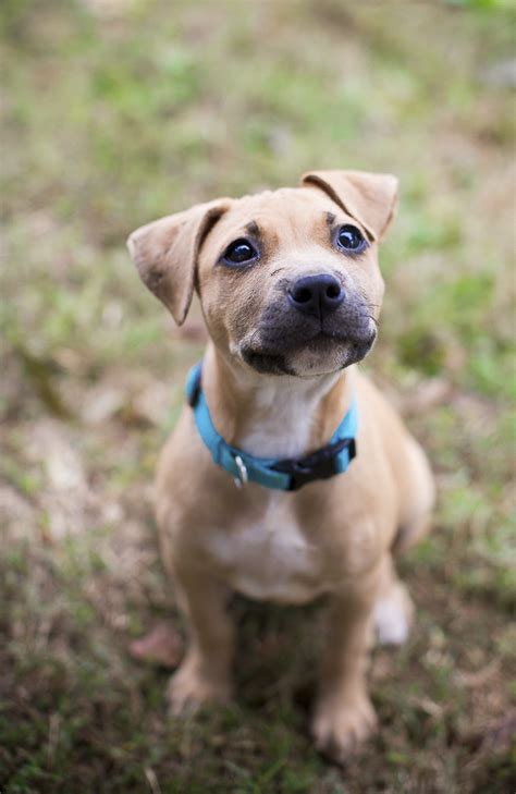 Adopt Me: Humane Society of Union County, NC - Daily Dog Tag