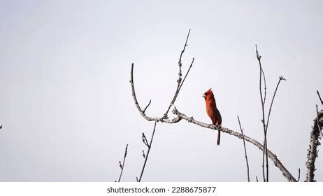 1,005 Cardinal Singing Images, Stock Photos & Vectors | Shutterstock