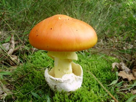 Amanita Caesarea: All about the Edible Caesar’s Mushroom