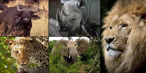 Download free photo of Collage,africa,big 5,animals,lion - from needpix.com