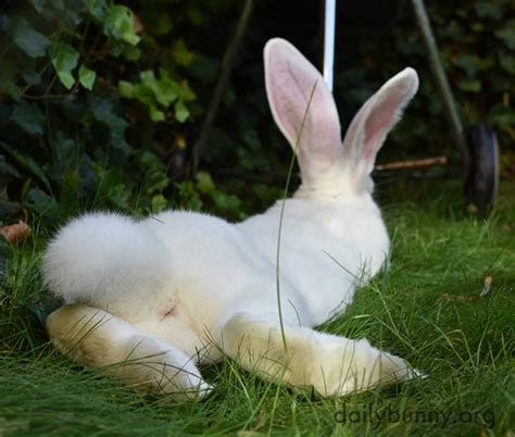 Bunny's Fluffy Tail! — The Daily Bunny