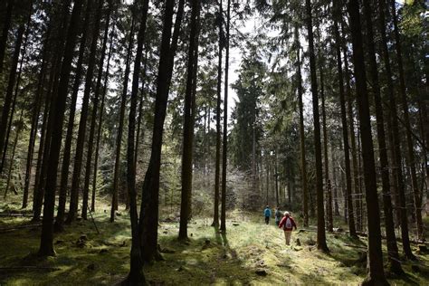 People Hiking in Forest · Free Stock Photo