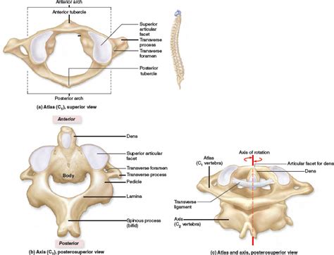 Cervical Vertebrae C1 and C2. | Skull anatomy, Vertebrae, Cervical ...