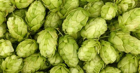 The Most Common Hops in Hazy IPAs [Infographic] | VinePair