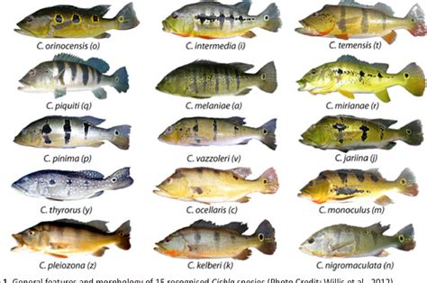 Figure 1 from Introduction of Invasive Peacock Bass (Cichla Spp.), Its Rapid Distribution and ...