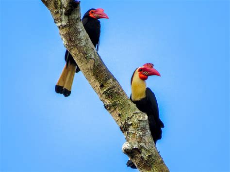 Writhed Hornbill - eBird