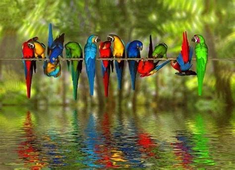 Colorful birds, Beautiful birds, Pretty bi